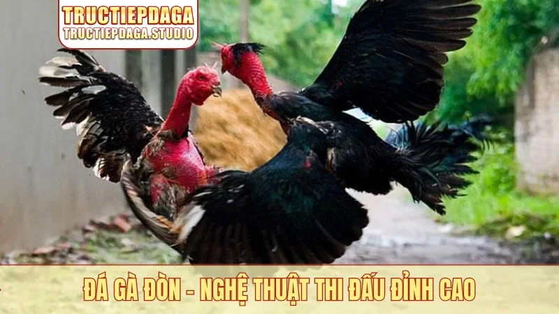 Đá gà đòn