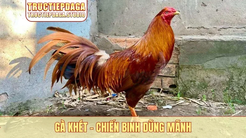 Gà Khét