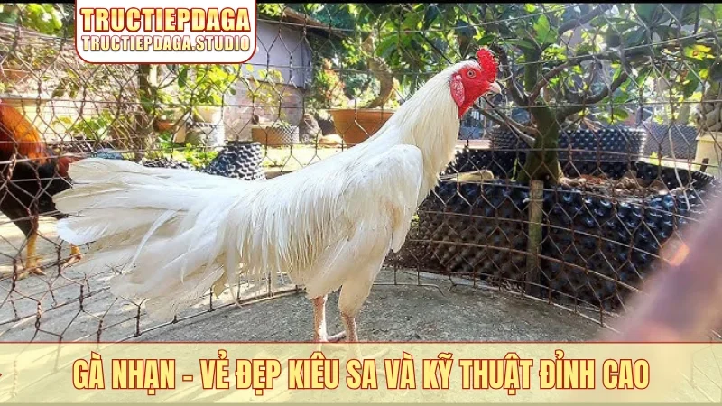 Gà Nhạn