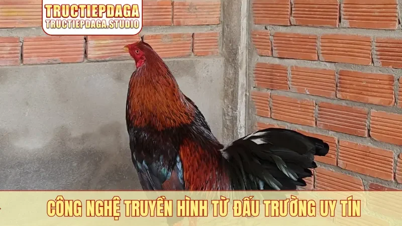 Công nghệ truyền hình từ đấu trường uy tín