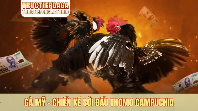 Gà Mỹ