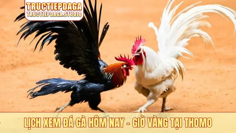 Lịch xem đá gà hôm nay