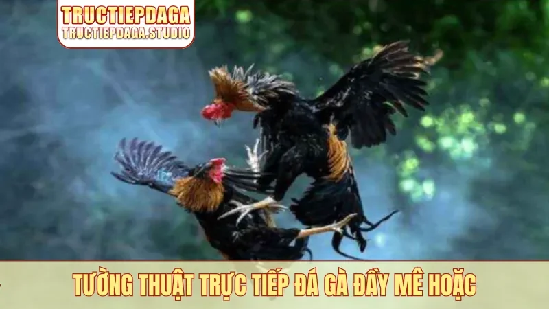 Tường thuật trực tiếp đá gà