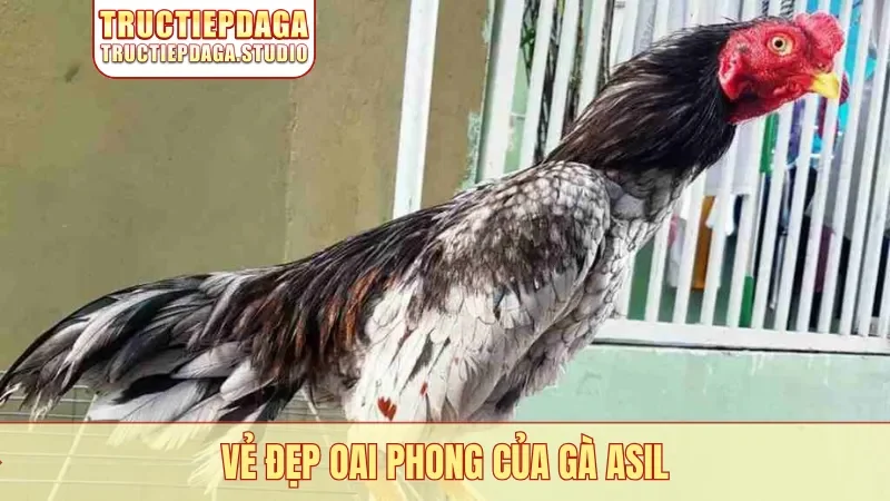 Vẻ đẹp oai phong của gà Asil